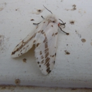 Ardices canescens at Tathra, NSW - 24 Sep 2020 08:11 AM