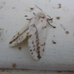 Spilosoma canescens (Dark-spotted Tiger Moth) at Tathra, NSW - 23 Sep 2020 by TathraPreschool