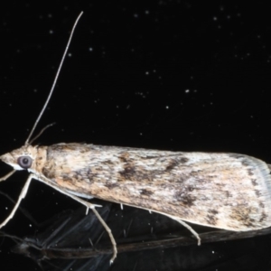 Achyra affinitalis at Ainslie, ACT - 16 Sep 2020