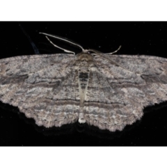 Ectropis excursaria (Common Bark Moth) at Ainslie, ACT - 16 Sep 2020 by jbromilow50
