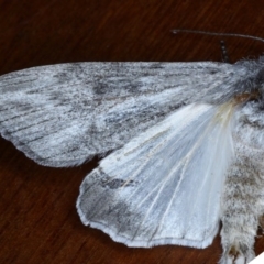 Capusa senilis (Black-banded Wedge-moth) at Ainslie, ACT - 16 Sep 2020 by jbromilow50