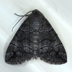 Dysbatus singularis at Ainslie, ACT - 16 Sep 2020