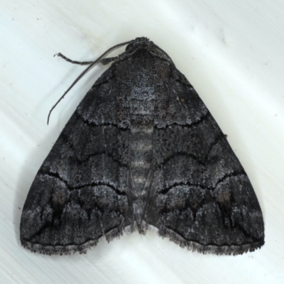 Dysbatus singularis (Dry-country Line-moth) at Ainslie, ACT - 16 Sep 2020 by jbromilow50