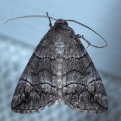 Dysbatus singularis at Ainslie, ACT - 16 Sep 2020