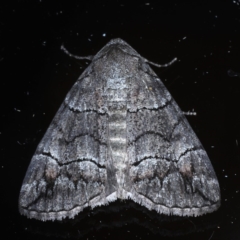 Dysbatus singularis at Ainslie, ACT - 16 Sep 2020