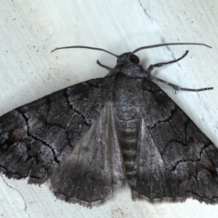 Dysbatus singularis at Ainslie, ACT - 16 Sep 2020