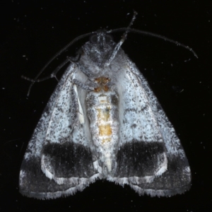 Dysbatus singularis at Ainslie, ACT - 16 Sep 2020