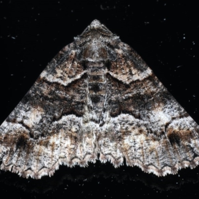 Gastrina cristaria (Wave-lined Geometrid) at Ainslie, ACT - 16 Sep 2020 by jbromilow50