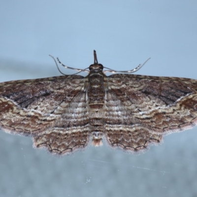 Chloroclystis filata (Filata Moth, Australian Pug Moth) at Ainslie, ACT - 16 Sep 2020 by jb2602