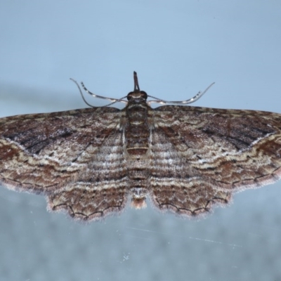 Chloroclystis filata (Filata Moth, Australian Pug Moth) at Ainslie, ACT - 16 Sep 2020 by jbromilow50