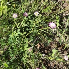 Trifolium sp. (Clover) at National Arboretum Forests - 23 Sep 2020 by ruthkerruish