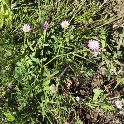 Trifolium sp. (Clover) at National Arboretum Forests - 23 Sep 2020 by ruthkerruish