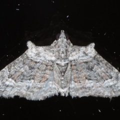 Phrissogonus laticostata (Apple looper moth) at Ainslie, ACT - 16 Sep 2020 by jbromilow50