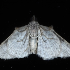 Phrissogonus laticostata at Ainslie, ACT - 16 Sep 2020