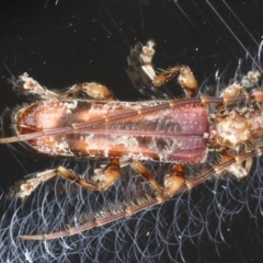 Tessaromma undatum (Velvet eucalypt longhorn beetle) at Ainslie, ACT - 16 Sep 2020 by jb2602