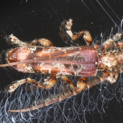 Tessaromma undatum (Velvet eucalypt longhorn beetle) at Ainslie, ACT - 16 Sep 2020 by jb2602