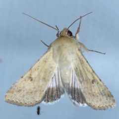 Helicoverpa punctigera (Native Budworm) at Ainslie, ACT - 16 Sep 2020 by jbromilow50