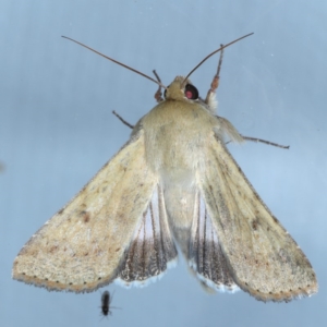 Helicoverpa punctigera at Ainslie, ACT - 16 Sep 2020