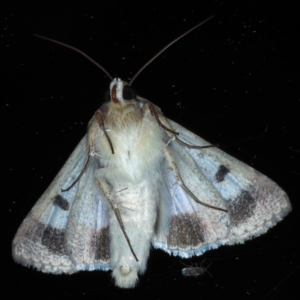 Helicoverpa punctigera at Ainslie, ACT - 16 Sep 2020