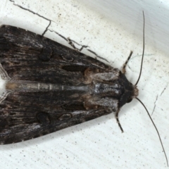 Agrotis munda (Brown Cutworm) at Ainslie, ACT - 16 Sep 2020 by jb2602