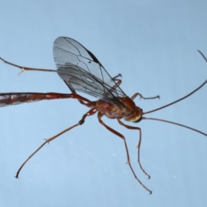 Enicospilus CNM sp1 at Ainslie, ACT - 16 Sep 2020