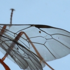 Enicospilus CNM sp1 at Ainslie, ACT - 16 Sep 2020