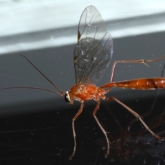 Netelia sp. (genus) (An Ichneumon wasp) at Ainslie, ACT - 16 Sep 2020 by jb2602