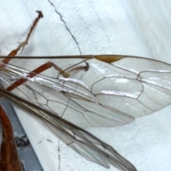 Netelia sp. (genus) at Ainslie, ACT - 16 Sep 2020