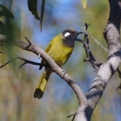 Nesoptilotis leucotis (White-eared Honeyeater) at Stromlo, ACT - 9 May 2017 by billbob