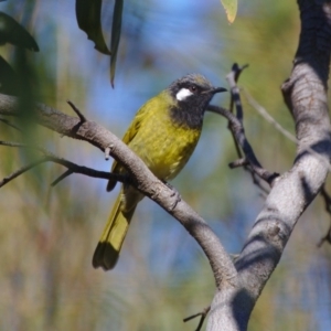 Nesoptilotis leucotis at Stromlo, ACT - 9 May 2017 02:30 PM