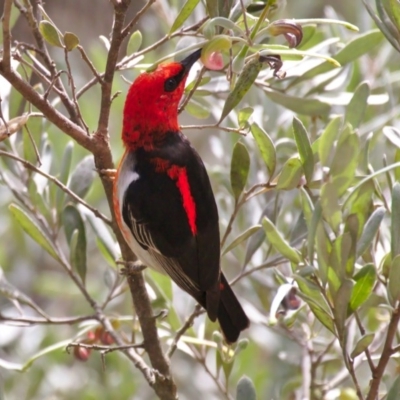 Myzomela sanguinolenta (Scarlet Honeyeater) at ANBG - 7 Oct 2017 by billbob