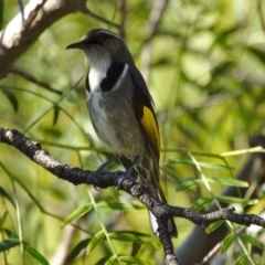 Phylidonyris pyrrhopterus (Crescent Honeyeater) at Stromlo, ACT - 18 Aug 2015 by billbob