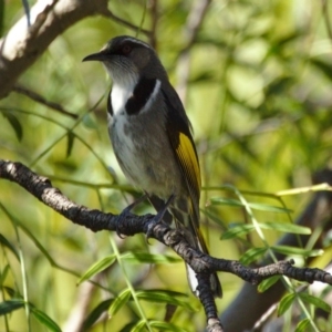 Phylidonyris pyrrhopterus at Stromlo, ACT - 18 Aug 2015 01:07 PM