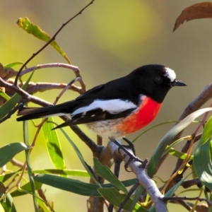 Petroica boodang at Stromlo, ACT - 8 Jul 2015