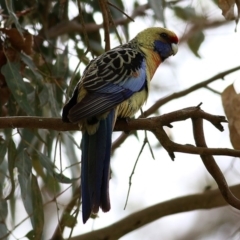 Platycercus elegans flaveolus (Yellow Rosella) at Wodonga, VIC - 24 Sep 2020 by KylieWaldon