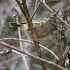 Acanthiza lineata (Striated Thornbill) at Wodonga, VIC - 24 Sep 2020 by Kyliegw