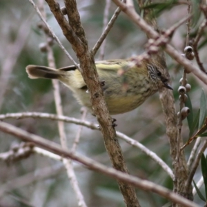 Acanthiza lineata at Wodonga - 24 Sep 2020