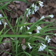 Allium triquetrum (Three-Corner Garlic) at Wodonga - 24 Sep 2020 by KylieWaldon