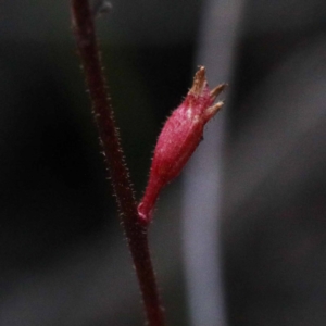 Stylidium sp. at O'Connor, ACT - 24 Sep 2020