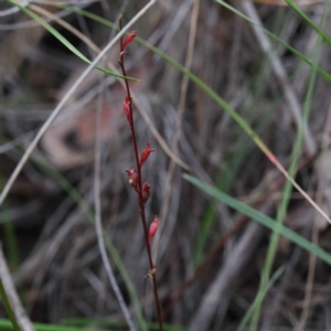 Stylidium sp. at O'Connor, ACT - 24 Sep 2020
