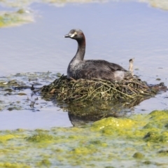 Tachybaptus novaehollandiae (Australasian Grebe) at Gungahlin, ACT - 22 Sep 2020 by AlisonMilton