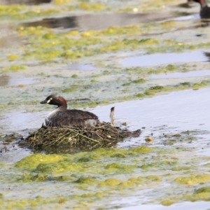 Tachybaptus novaehollandiae at Gungahlin, ACT - 23 Sep 2020