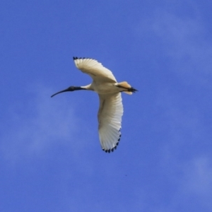 Threskiornis molucca at Gungahlin, ACT - 23 Sep 2020 09:21 AM