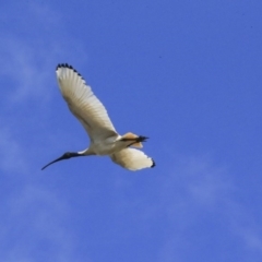 Threskiornis molucca at Gungahlin, ACT - 23 Sep 2020 09:21 AM