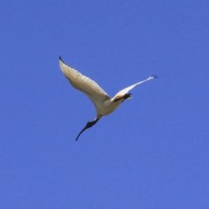 Threskiornis molucca at Gungahlin, ACT - 23 Sep 2020 09:21 AM