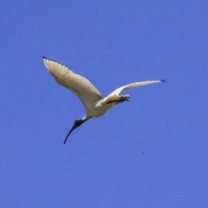 Threskiornis molucca at Gungahlin, ACT - 23 Sep 2020 09:21 AM