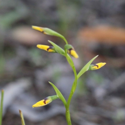 Diuris nigromontana (Black Mountain Leopard Orchid) at Dryandra St Woodland - 24 Sep 2020 by ConBoekel