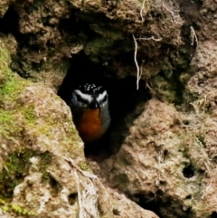 Pardalotus punctatus (Spotted Pardalote) at Deakin, ACT - 11 Sep 2020 by TomT