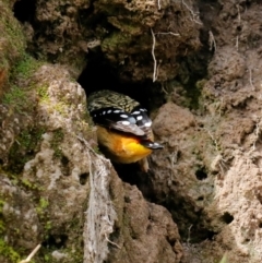 Pardalotus punctatus at Deakin, ACT - suppressed