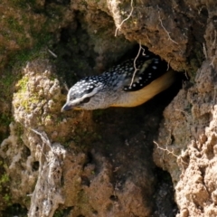 Pardalotus punctatus at Deakin, ACT - suppressed